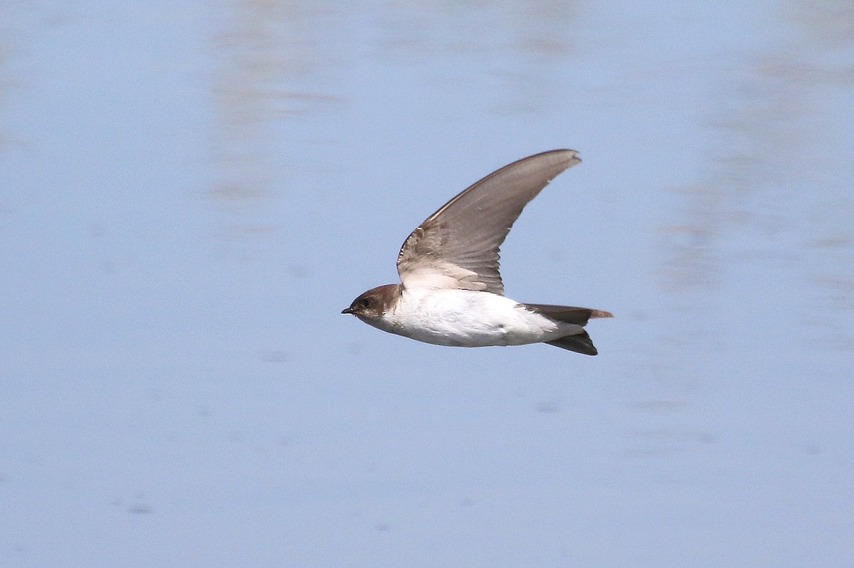 Violet-green Swallow - ML189397191