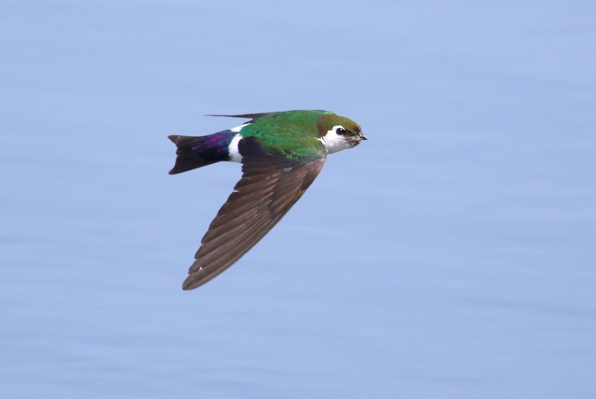 Violet-green Swallow - ML189397211