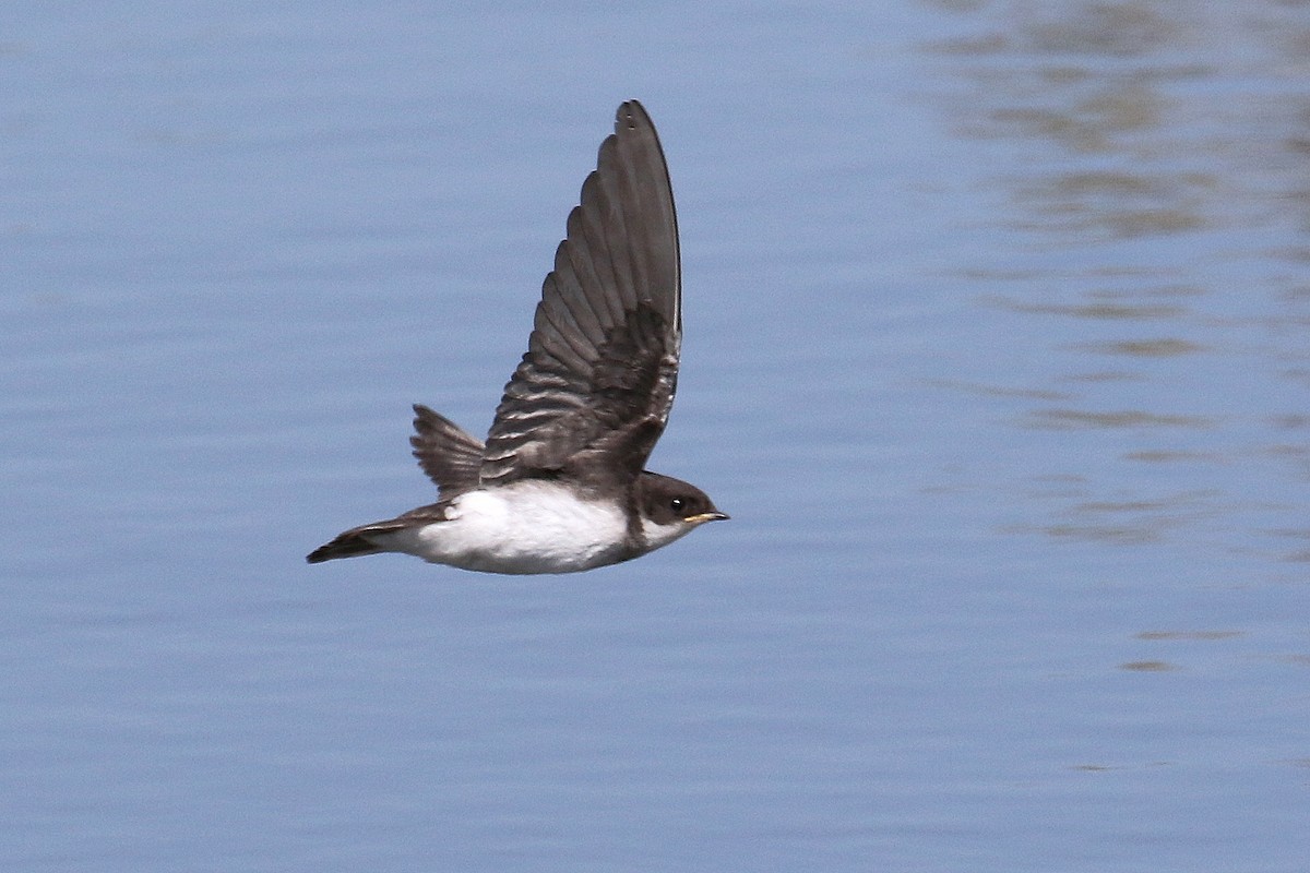 Tree Swallow - ML189397311