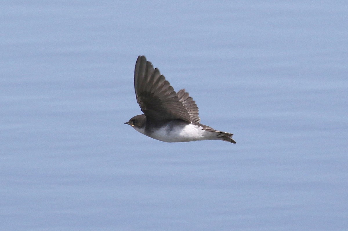 Tree Swallow - ML189397321