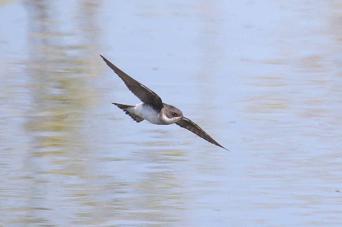 Tree Swallow - ML189397331