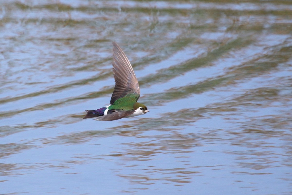 Violet-green Swallow - ML189397341