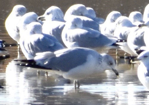 Ring-billed Gull - ML189398811