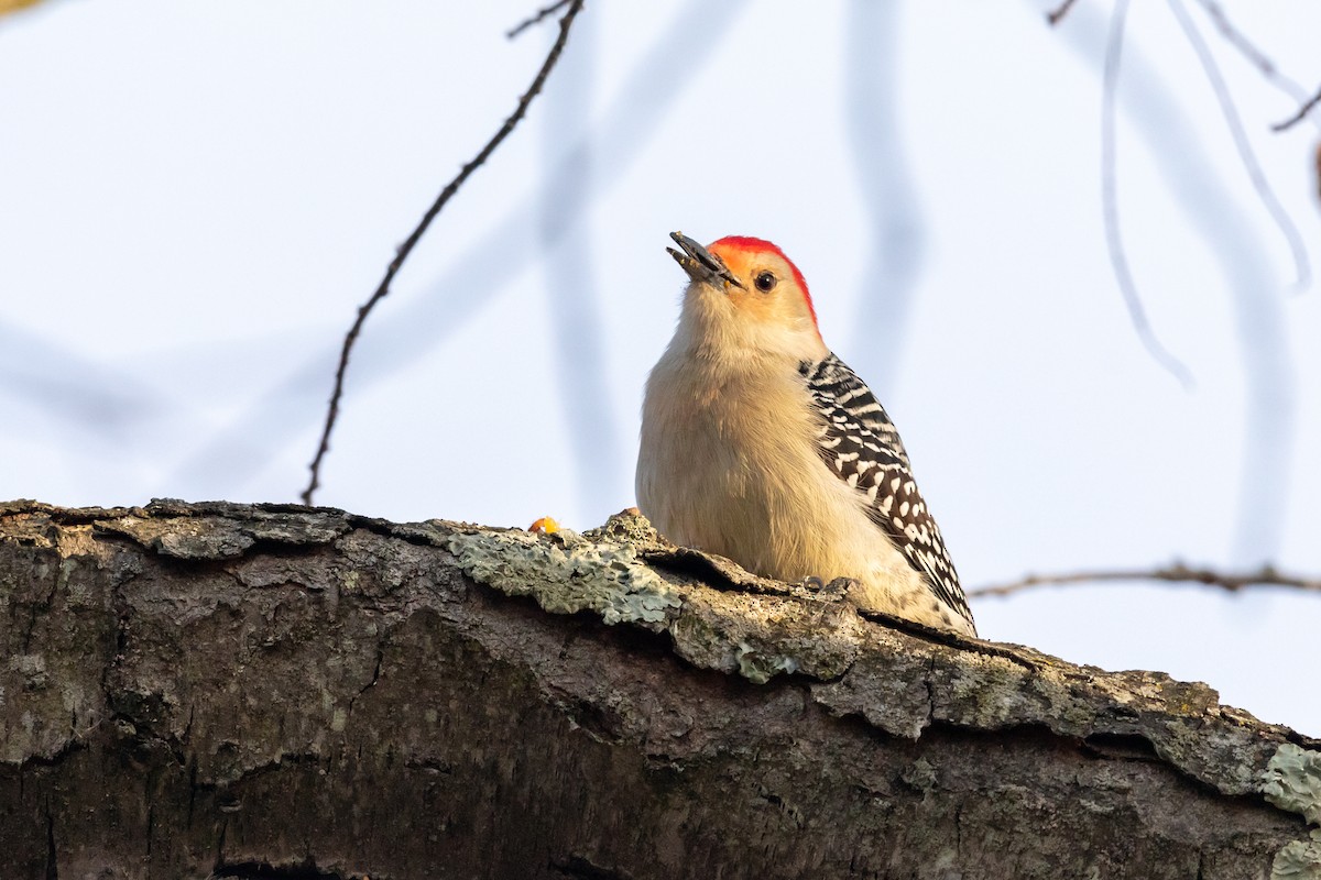 Red-bellied Woodpecker - ML189399251