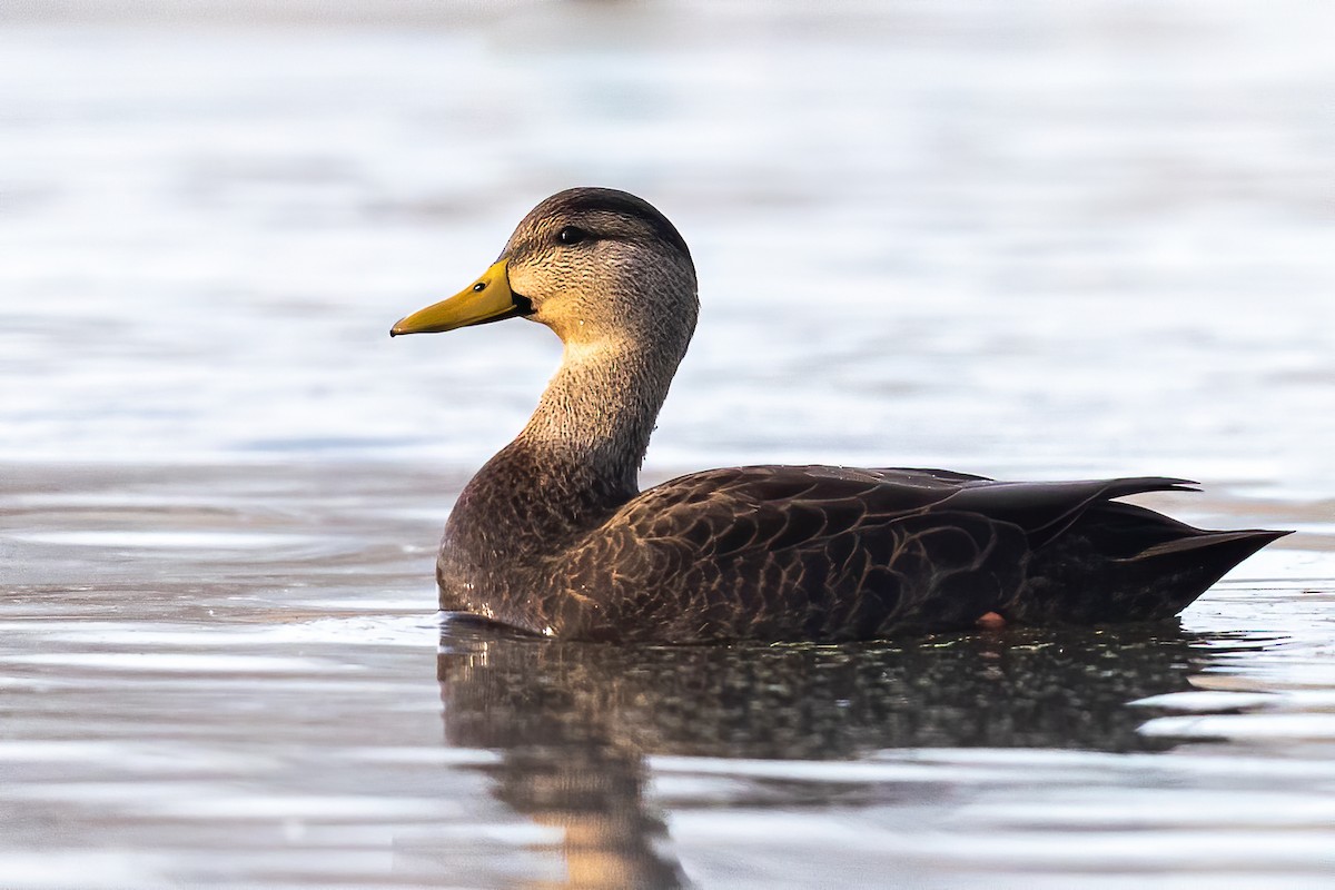 Canard noir - ML189399741