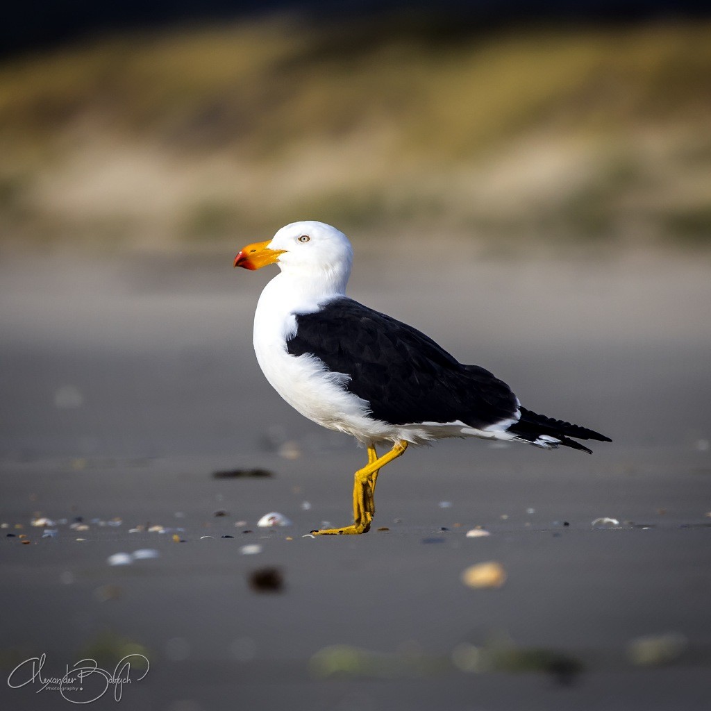 Pacific Gull - Alexander Babych