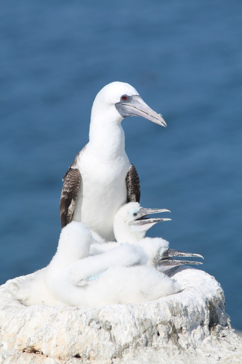 Peruvian Booby - Rodger Titman