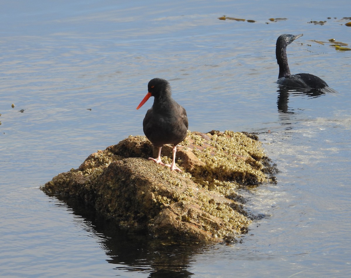 Cormoran pélagique - ML189404671