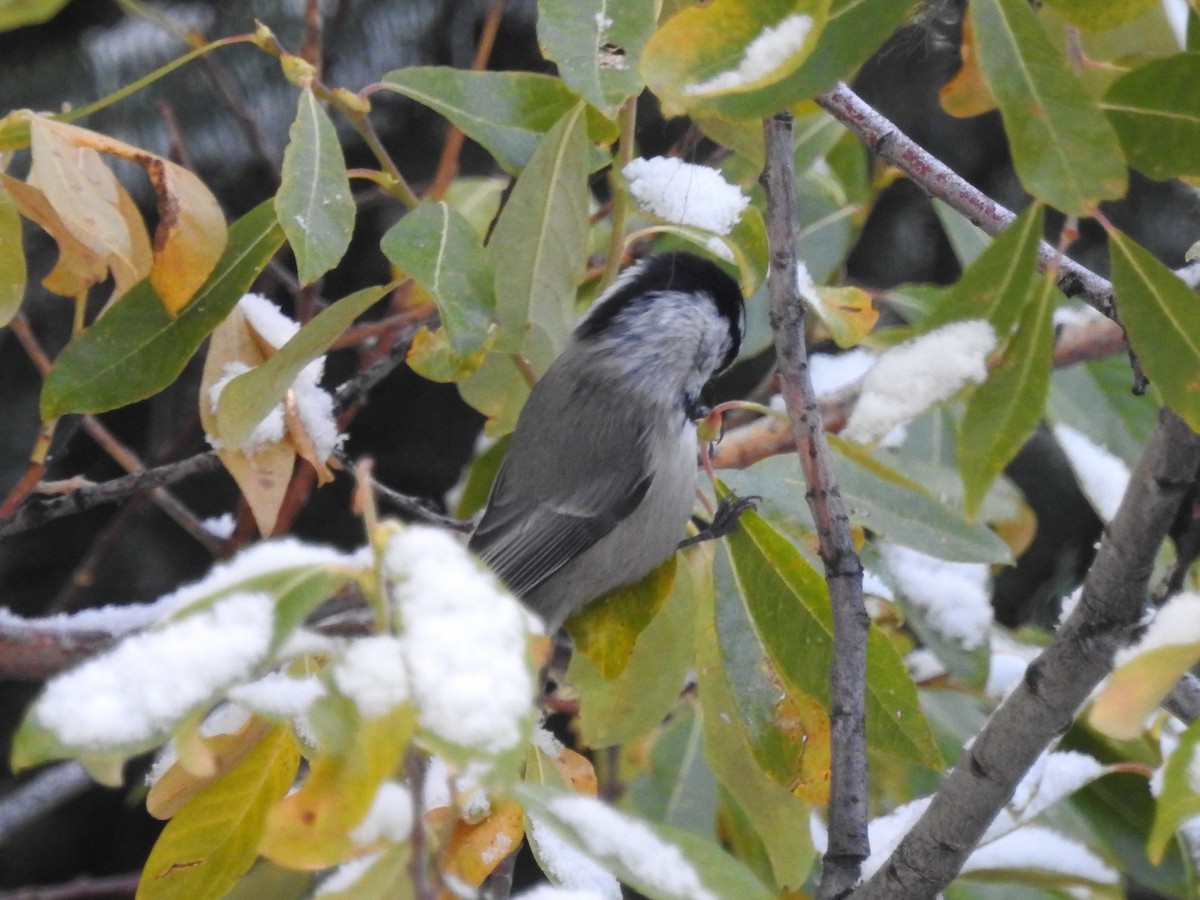 Mountain Chickadee - ML189404831