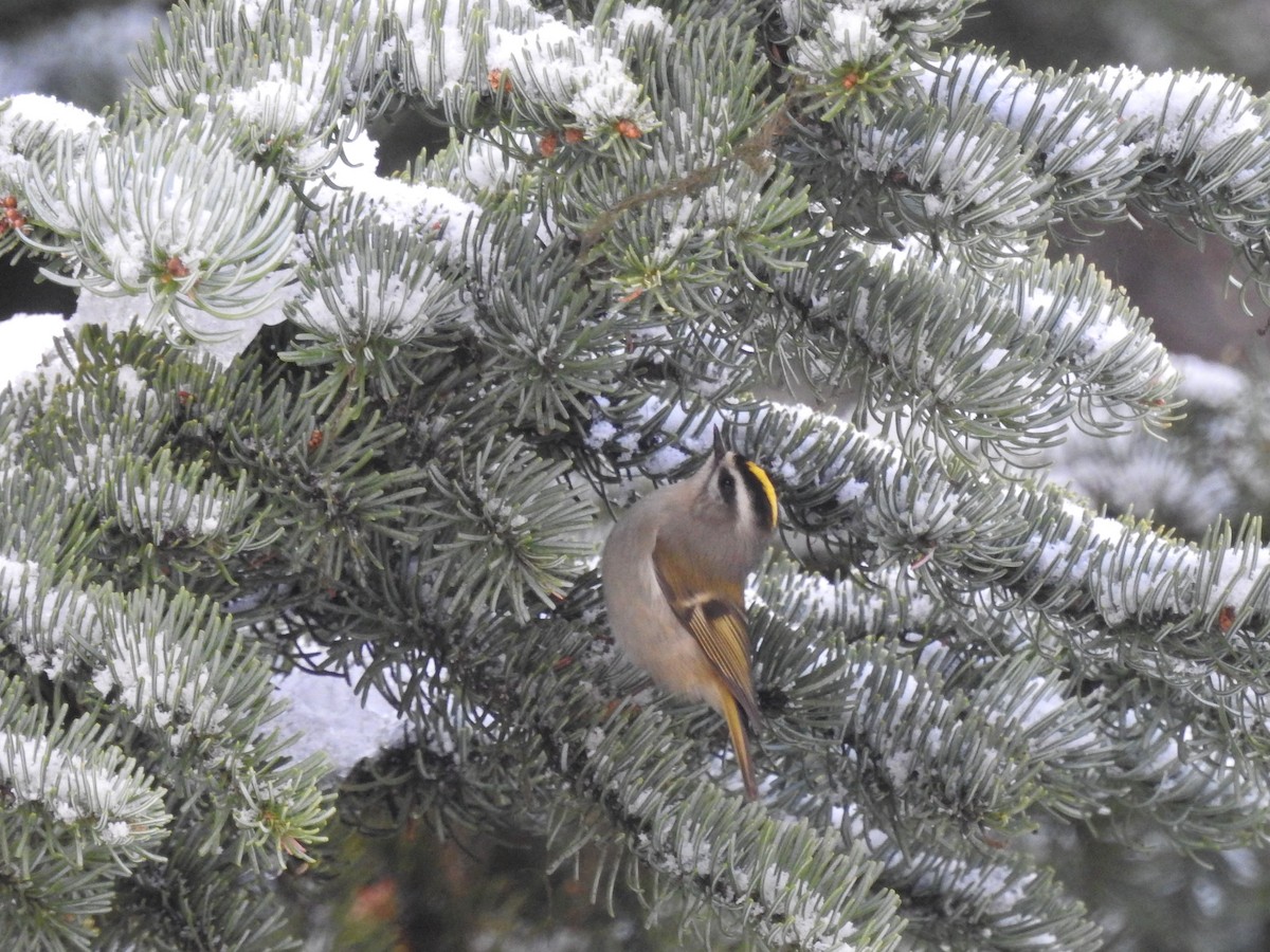 Golden-crowned Kinglet - ML189404991