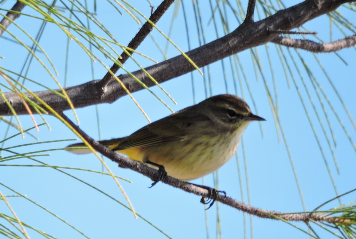 Palm Warbler - ML189405321