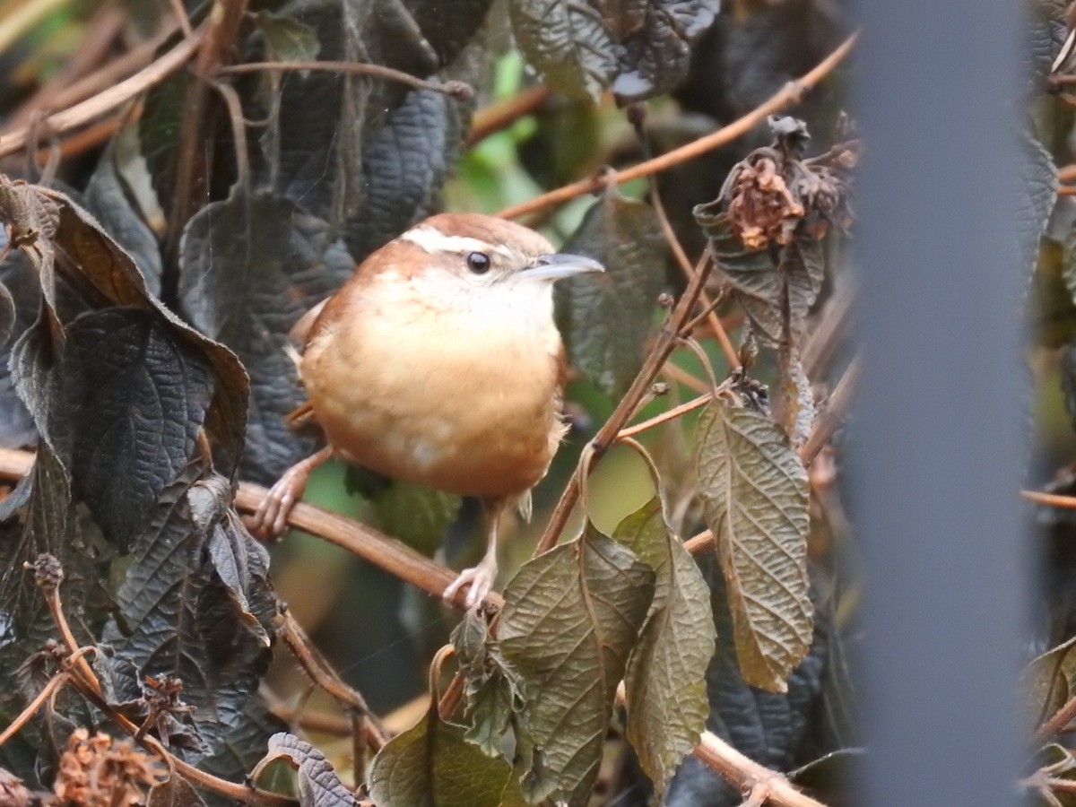 Carolina Wren - danny dobbs