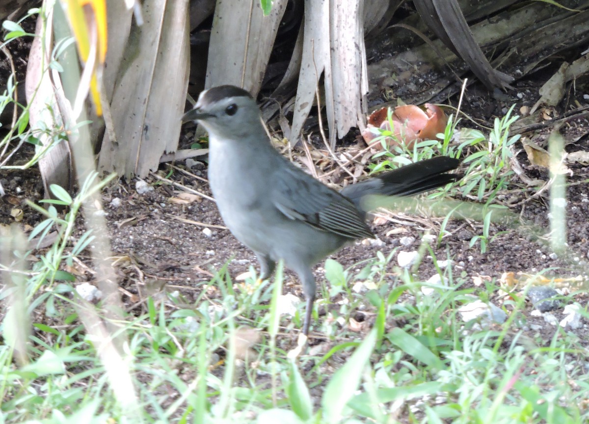 Pájaro Gato Gris - ML189405491