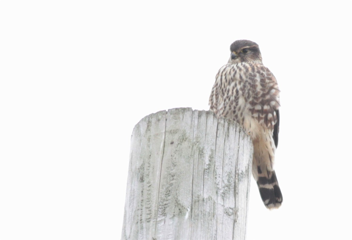 灰背隼(columbarius) - ML189406121