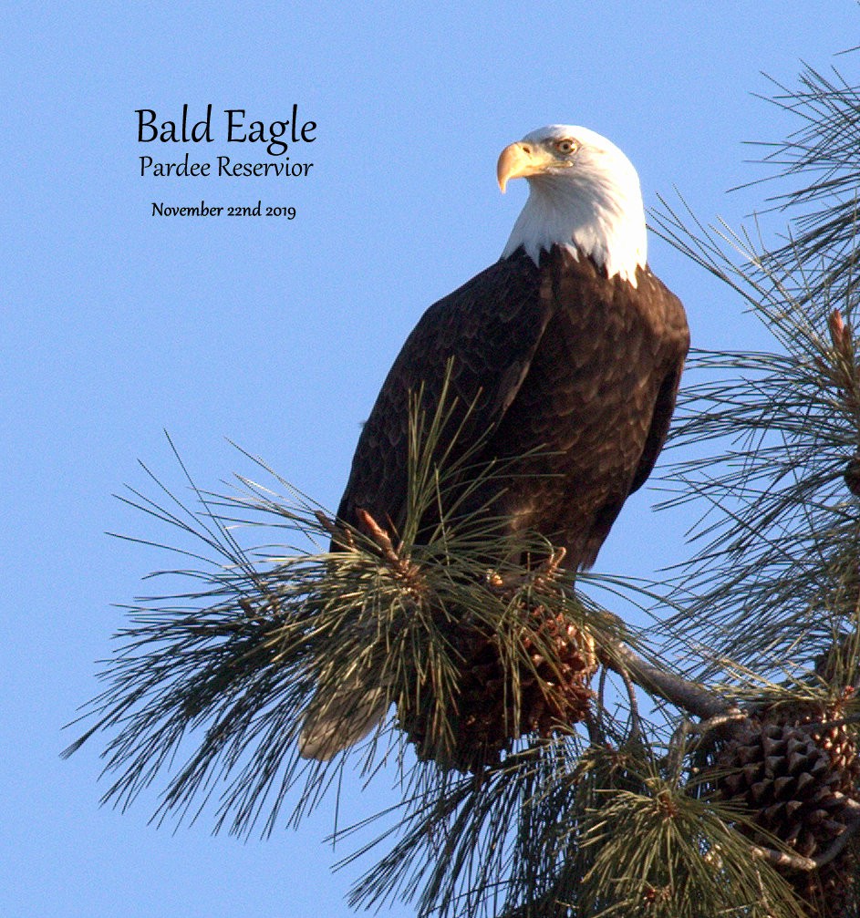 Bald Eagle - ML189406411