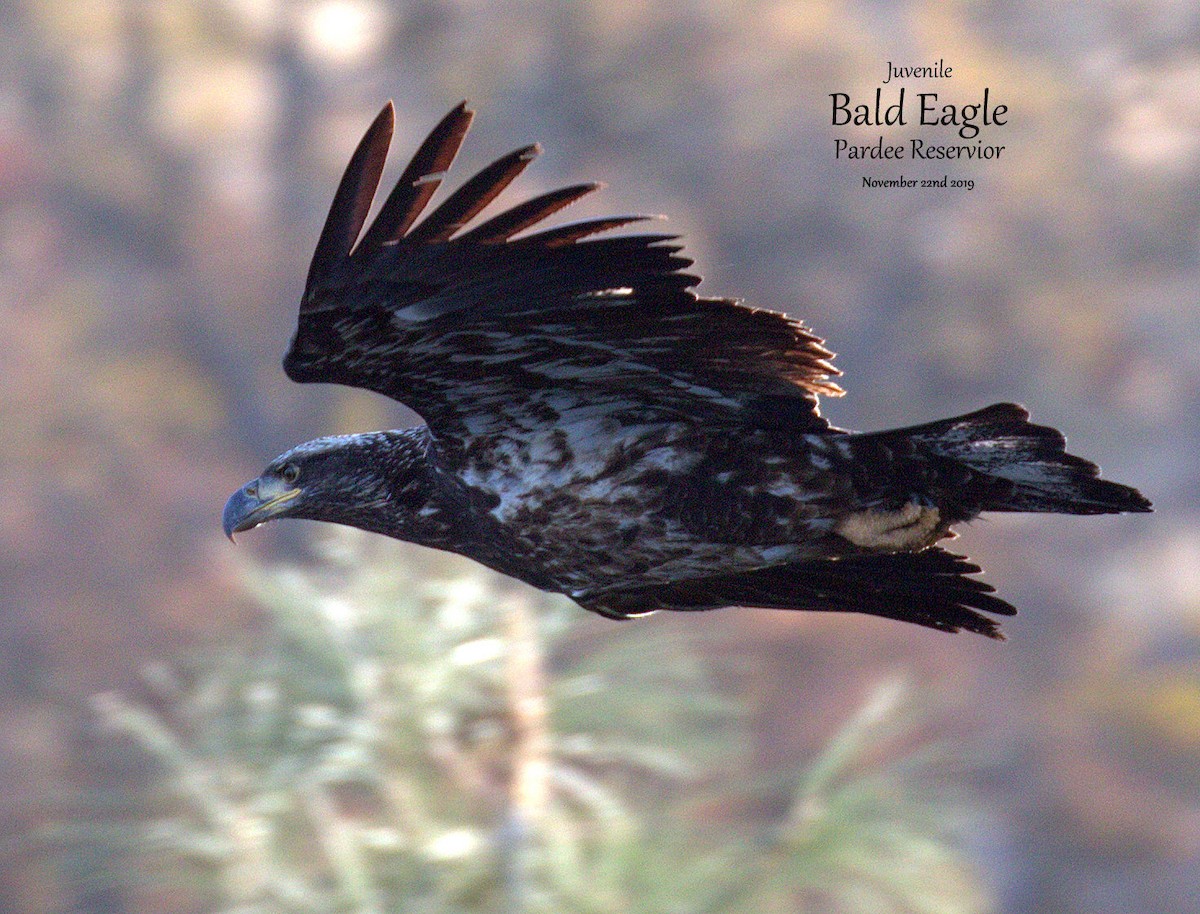 Bald Eagle - ML189406421