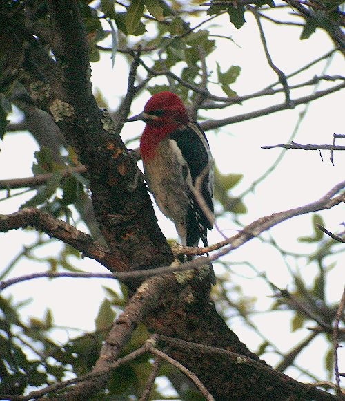 Red-breasted Sapsucker - Martin Reid