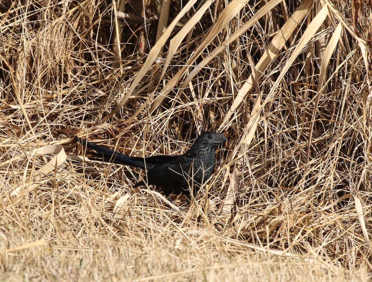 Groove-billed Ani - Lori McDonald