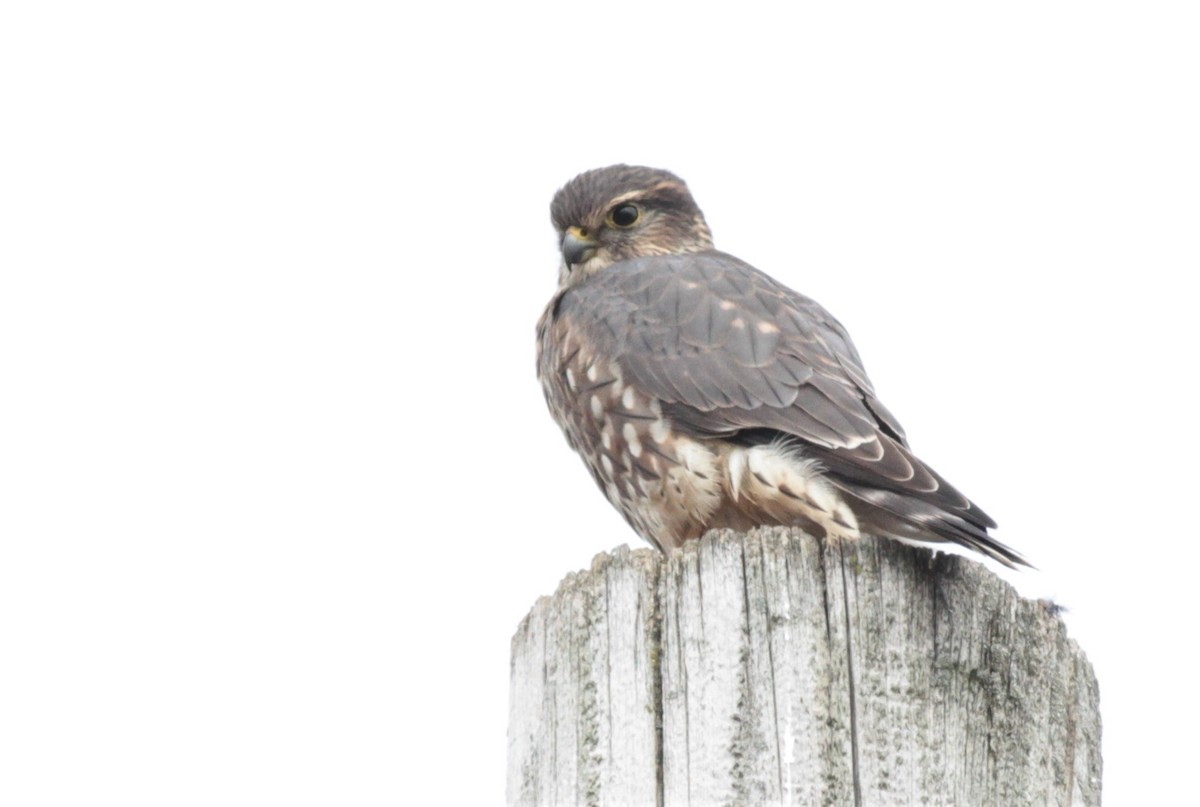 灰背隼(columbarius) - ML189410951