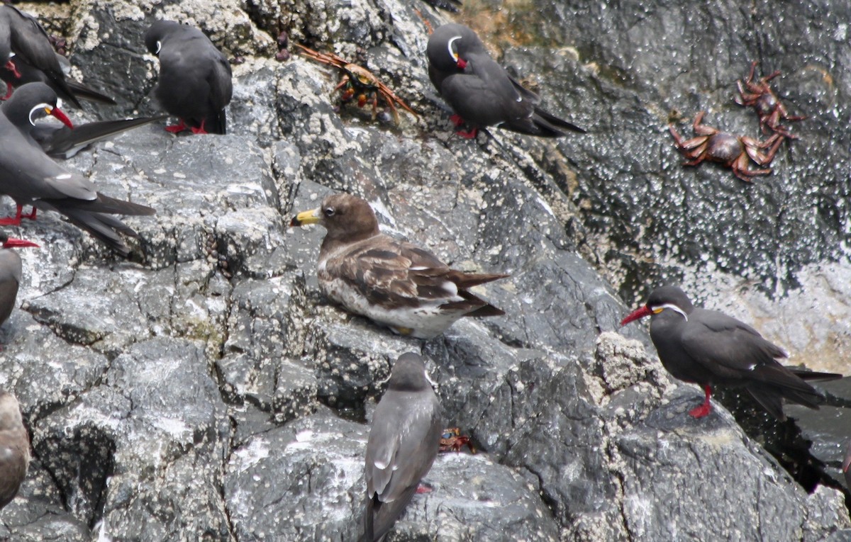 Belcher's Gull - ML189411421