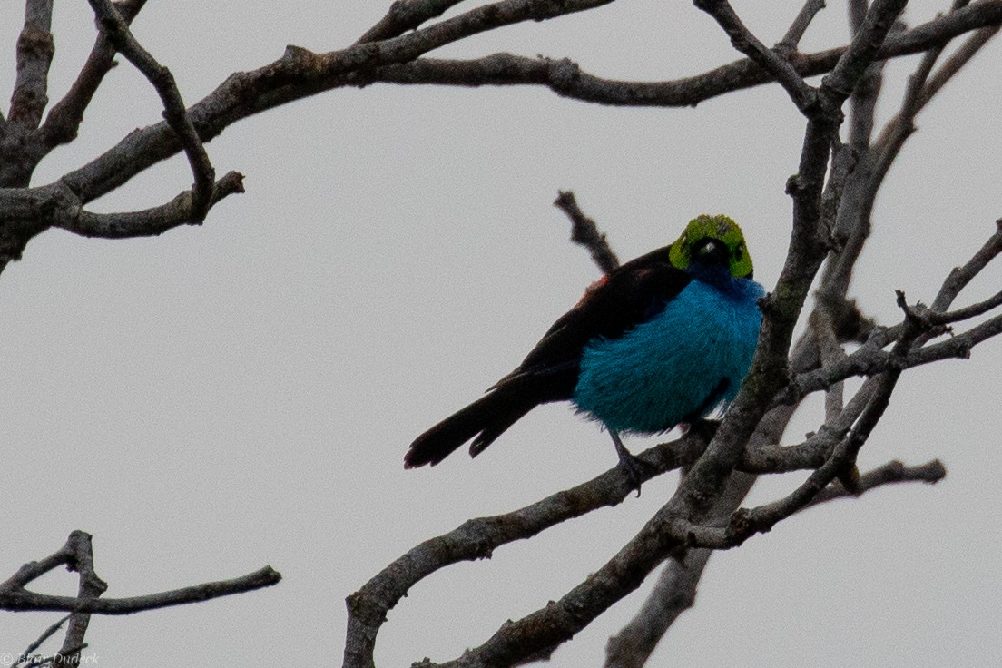 Paradise Tanager - Blair Dudeck