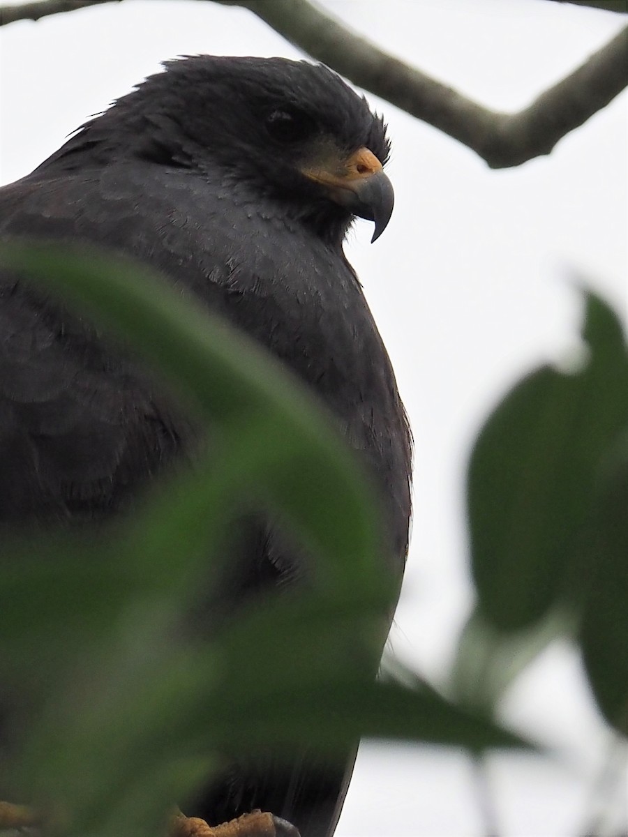 Common Black Hawk - ML189413141