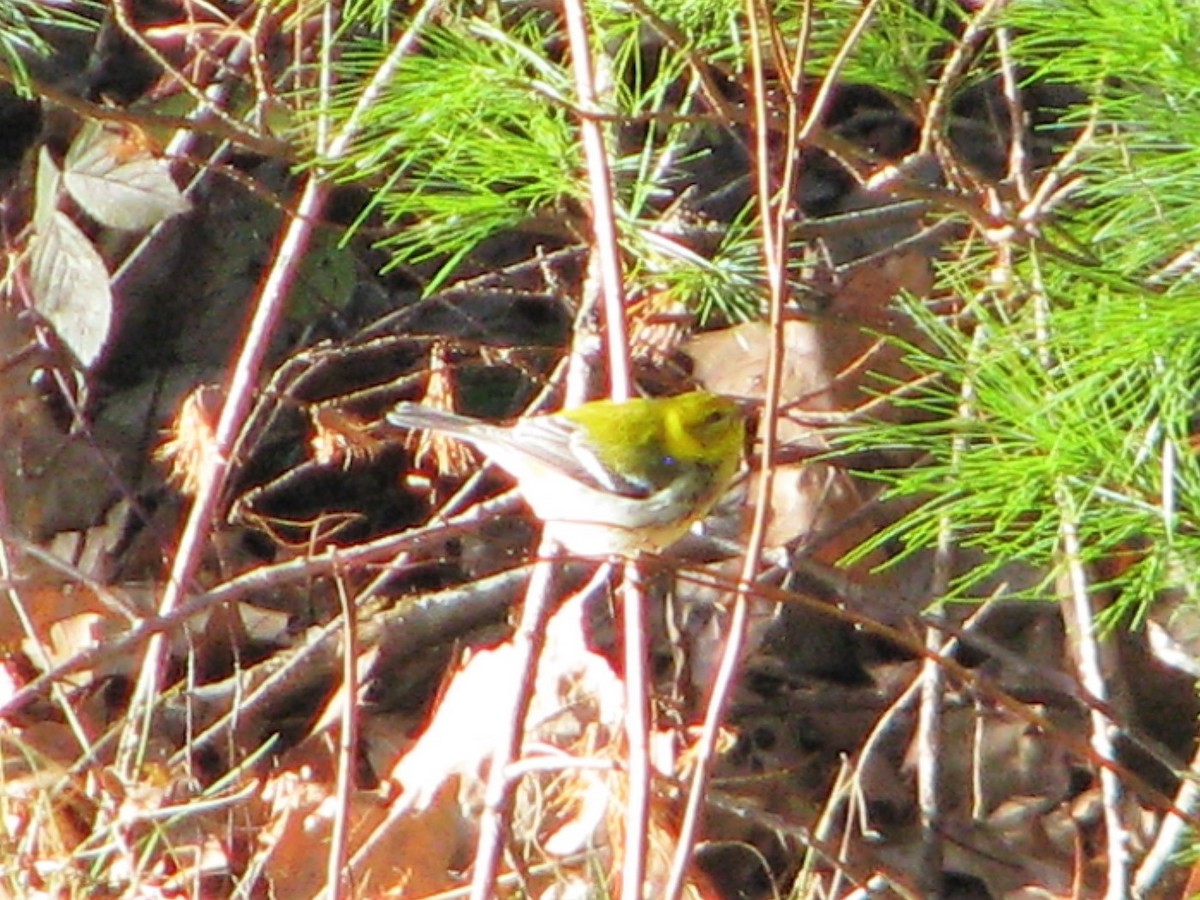 Black-throated Green Warbler - ML189413461
