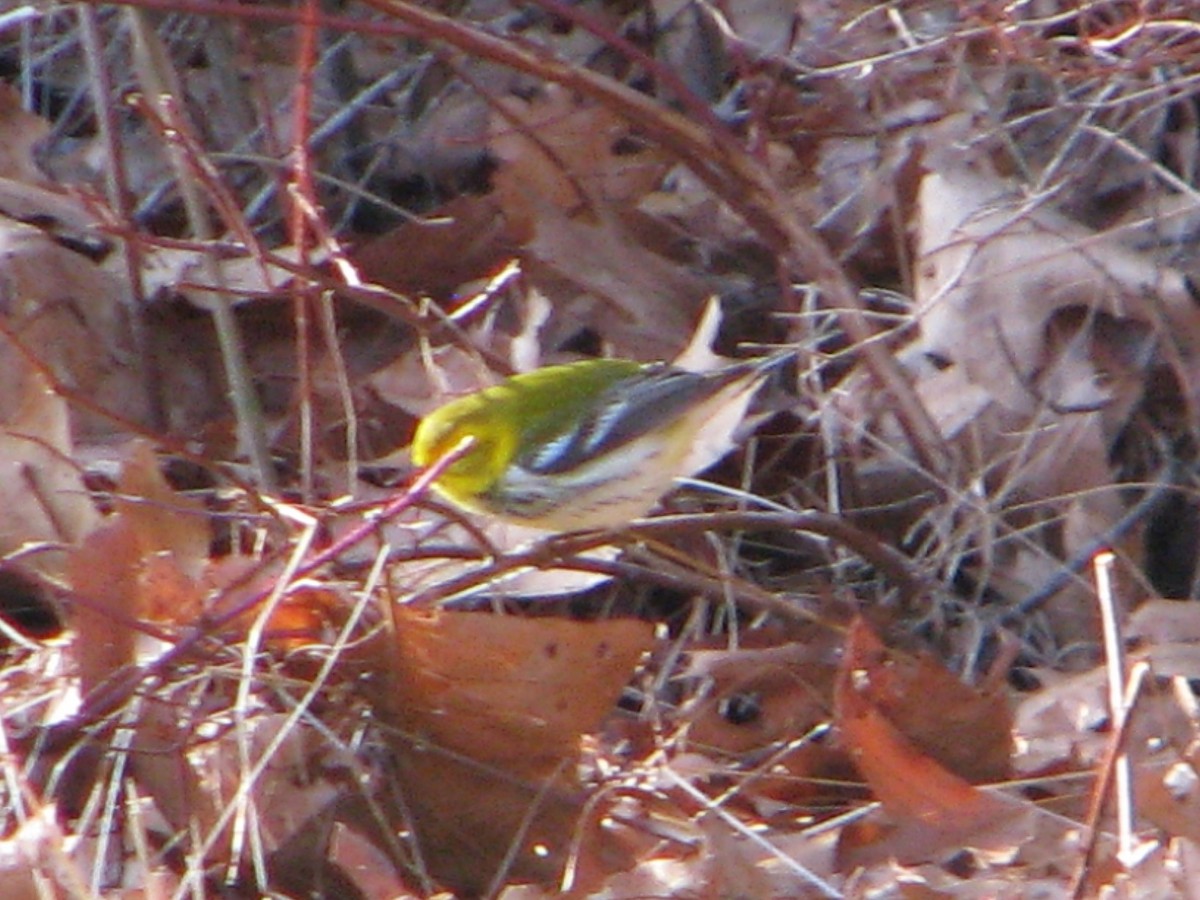 Black-throated Green Warbler - ML189413481