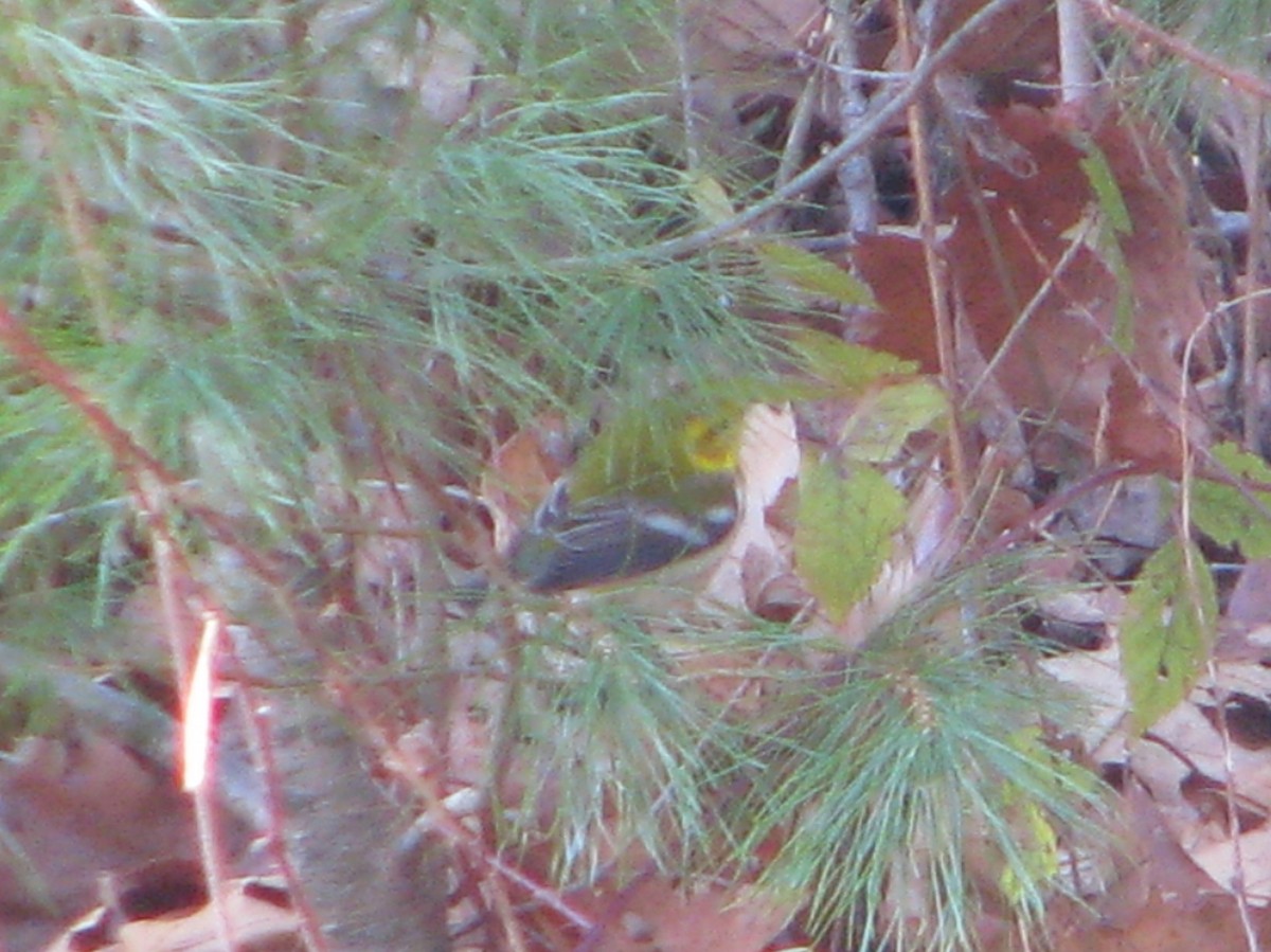 Black-throated Green Warbler - ML189413491