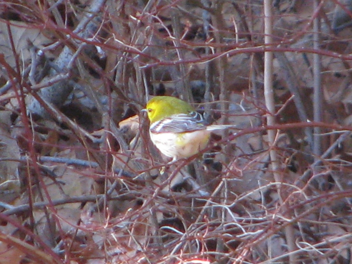 Black-throated Green Warbler - ML189413501