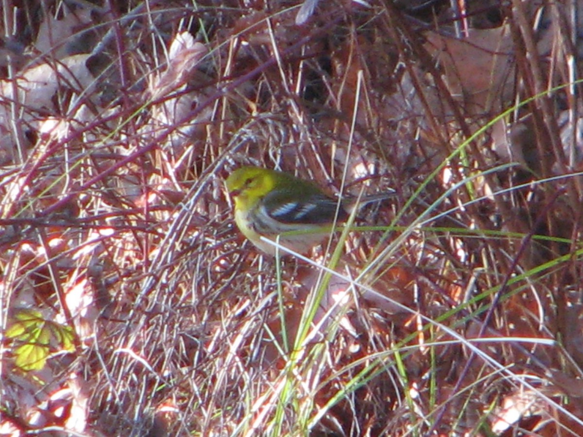 Black-throated Green Warbler - ML189413511