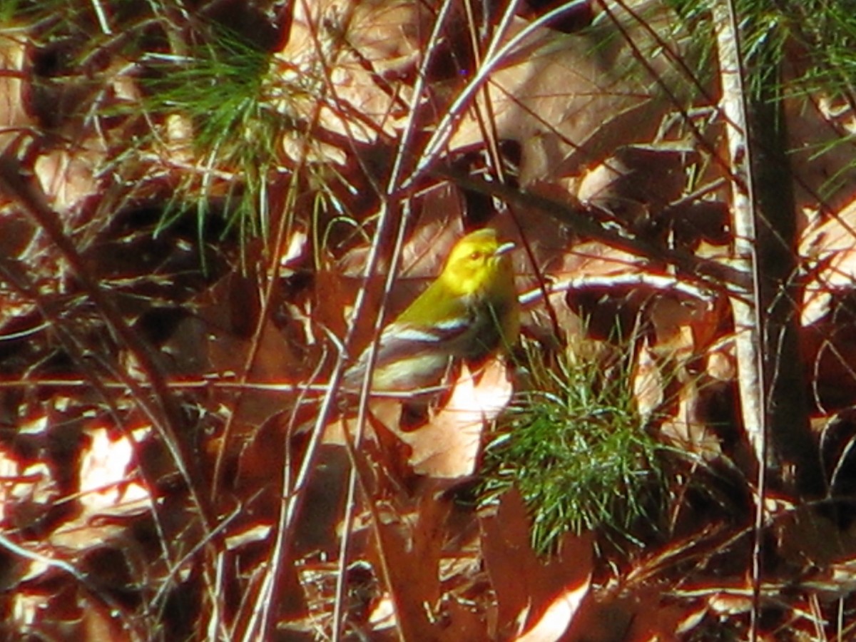 Black-throated Green Warbler - ML189413521