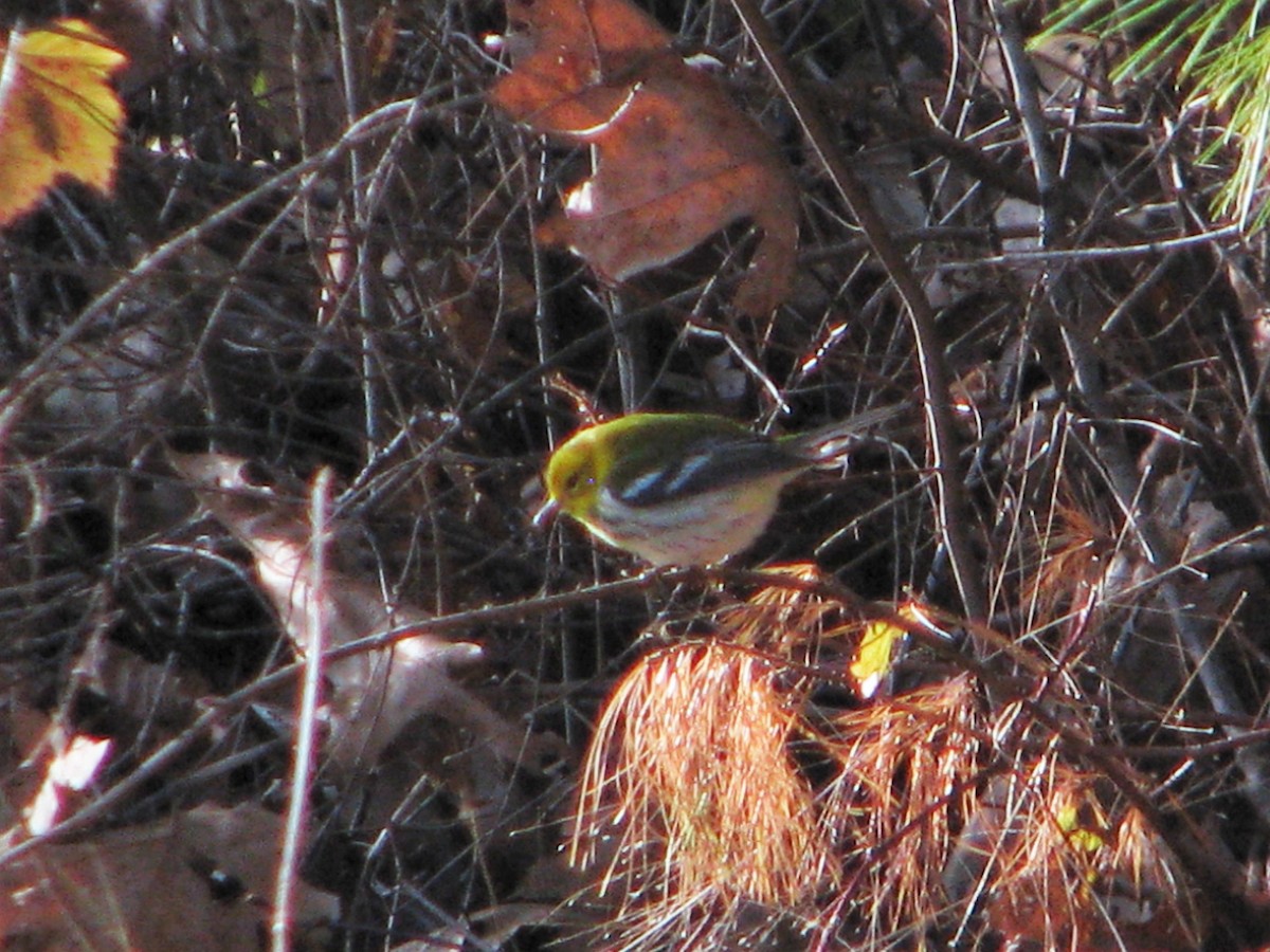 Black-throated Green Warbler - ML189413531