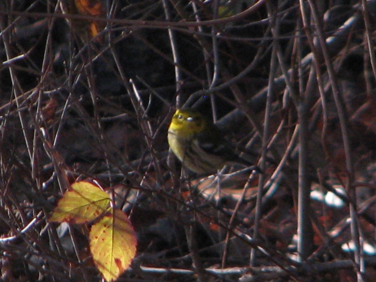 Black-throated Green Warbler - ML189413541