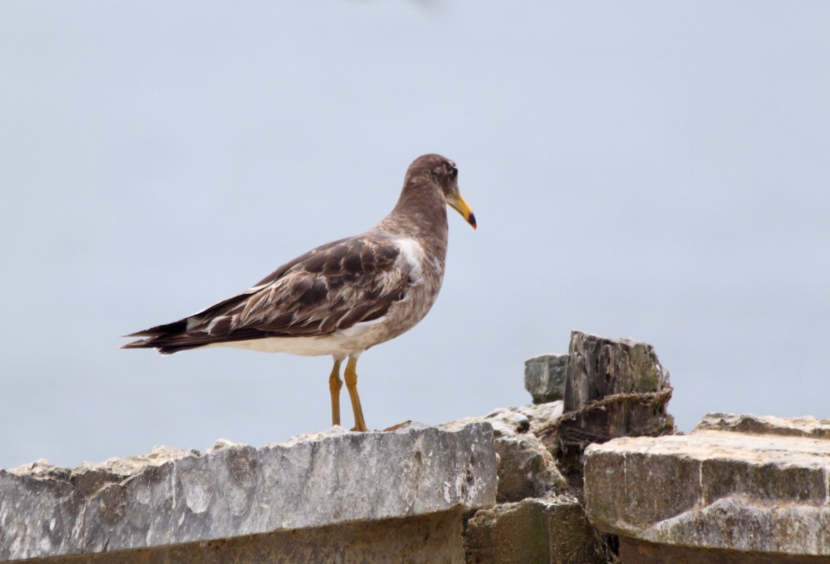 Belcher's Gull - ML189413691