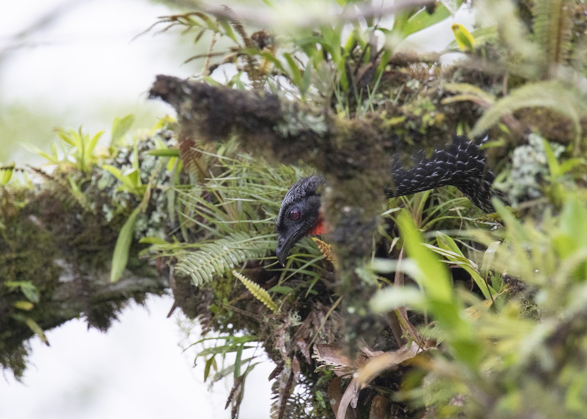 Dusky-legged Guan - ML189414051