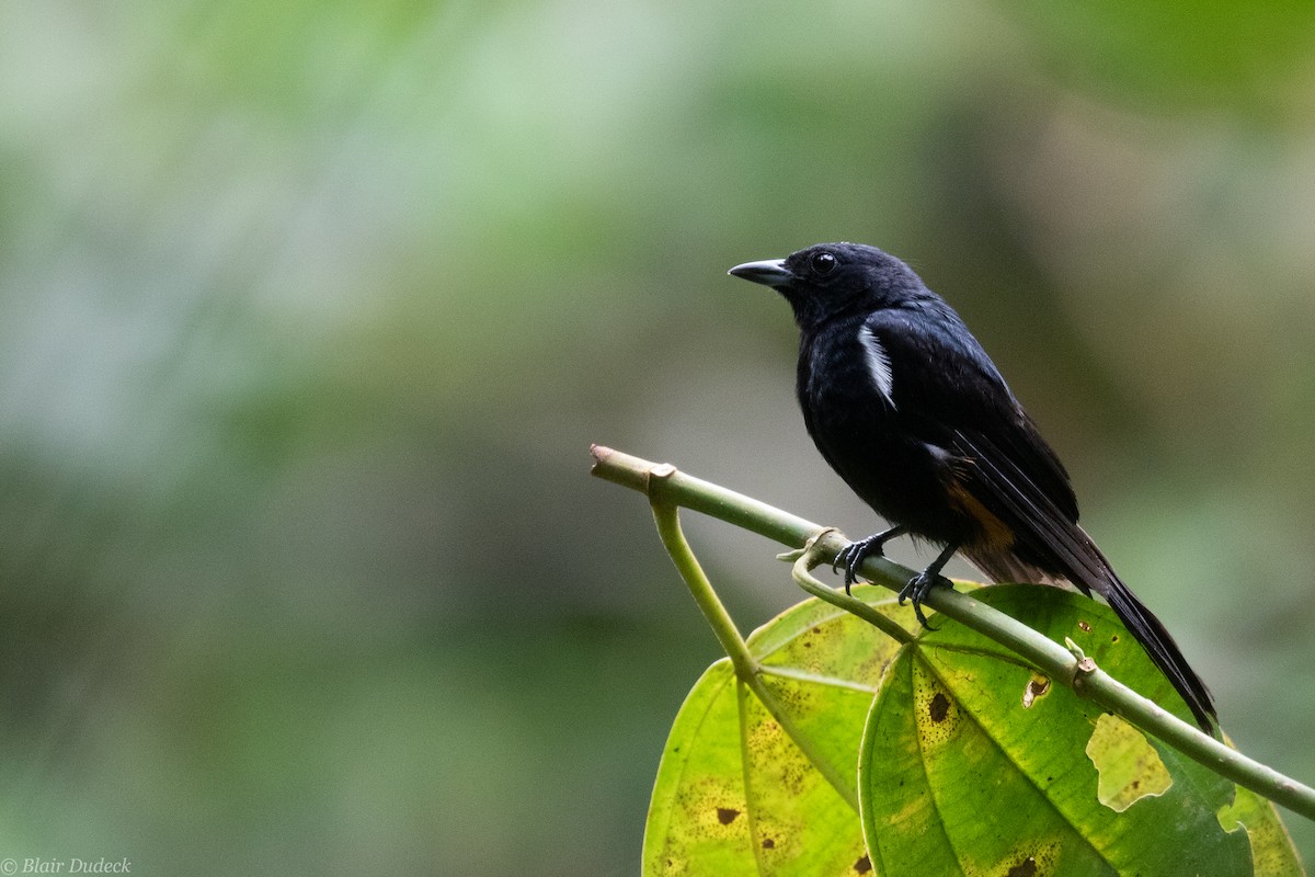 Fulvous-crested Tanager - Blair Dudeck