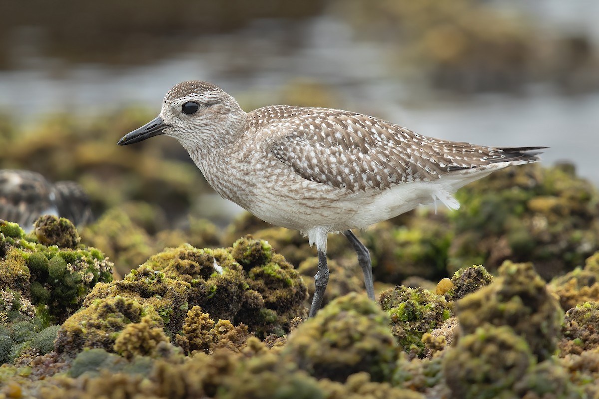 Black-bellied Plover - ML189418391