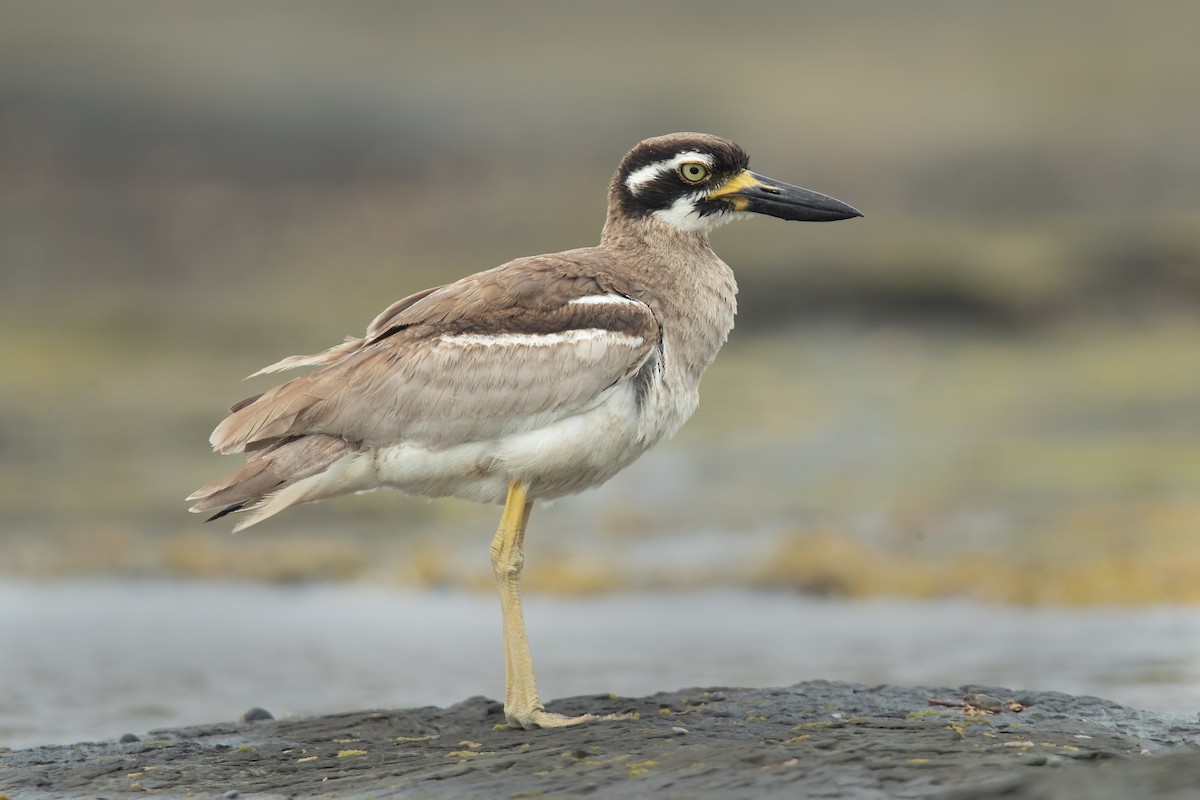Beach Thick-knee - JJ Harrison