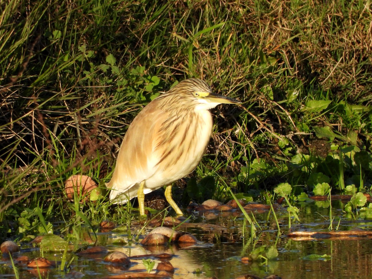 Squacco Heron - Teresa Cohen