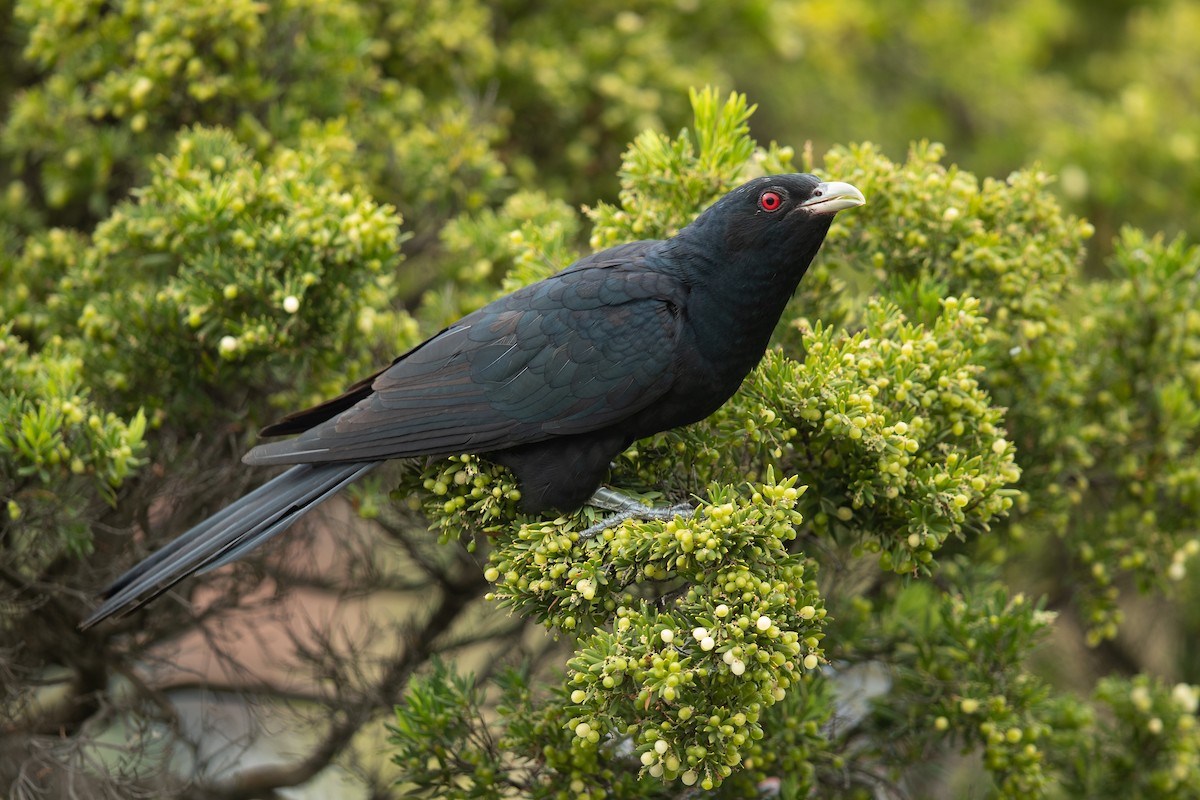 Pacific Koel - JJ Harrison
