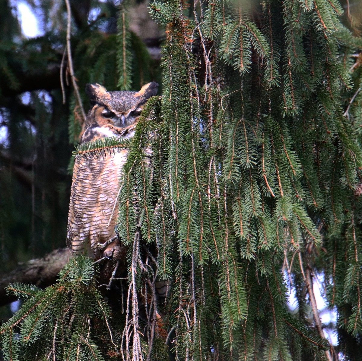 Great Horned Owl - ML189421561