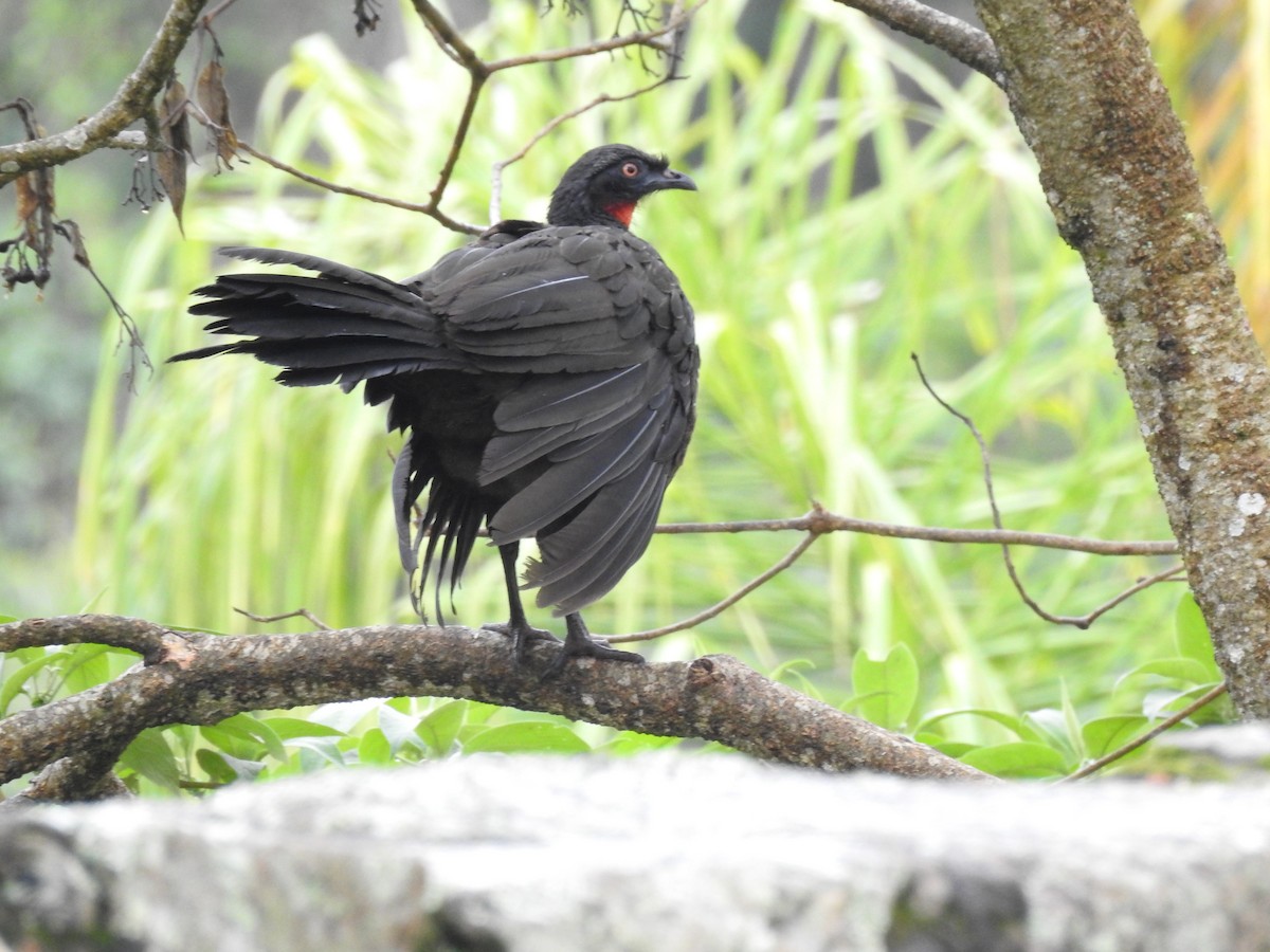 Dusky-legged Guan - ML189423061