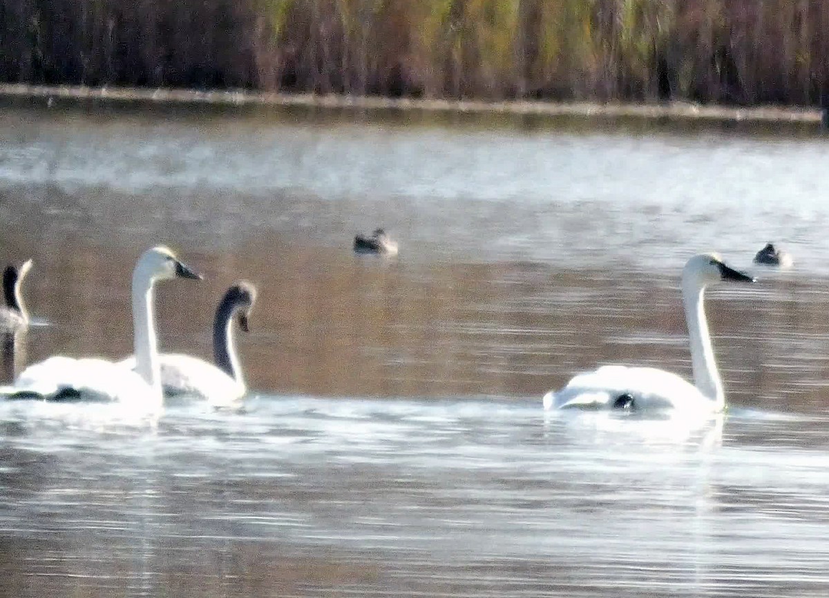 Tundra Swan - ML189423161