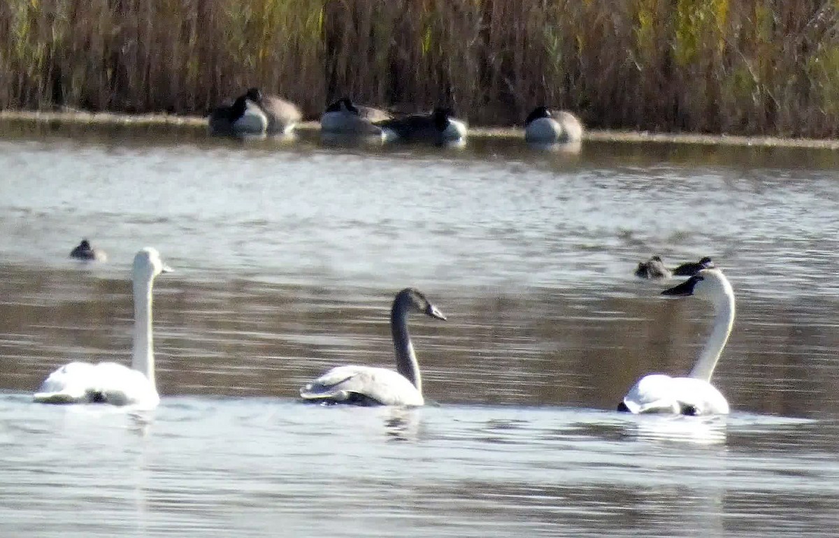 Tundra Swan - ML189423171