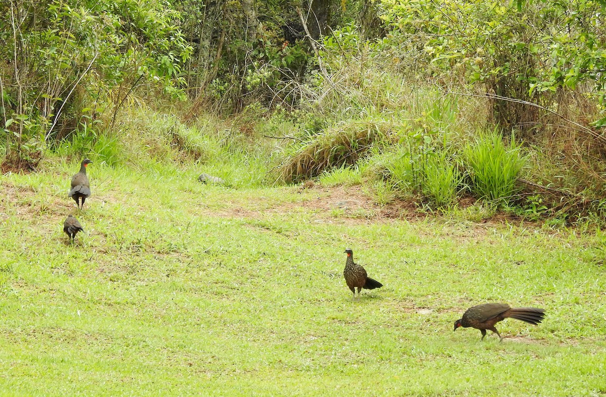 Dusky-legged Guan - ML189423321