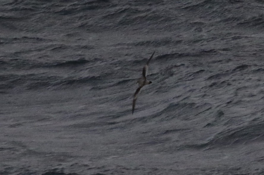 Buller's Shearwater - Arnold Skei