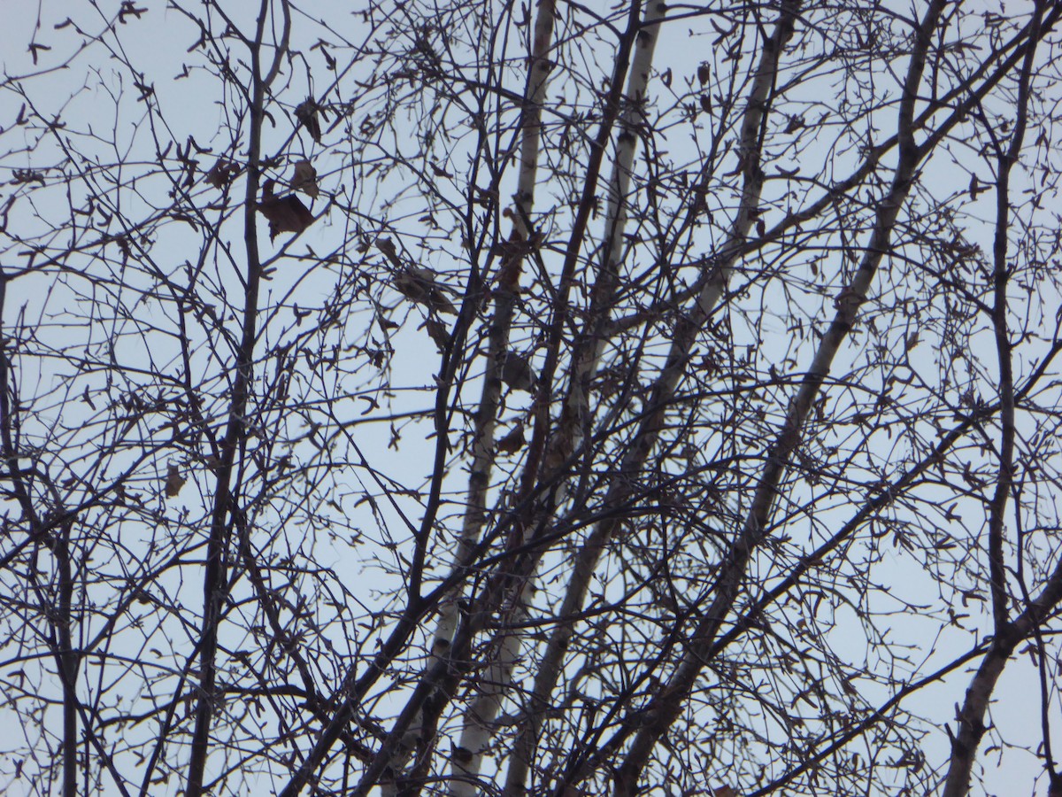 Roitelet à couronne dorée - ML189423921