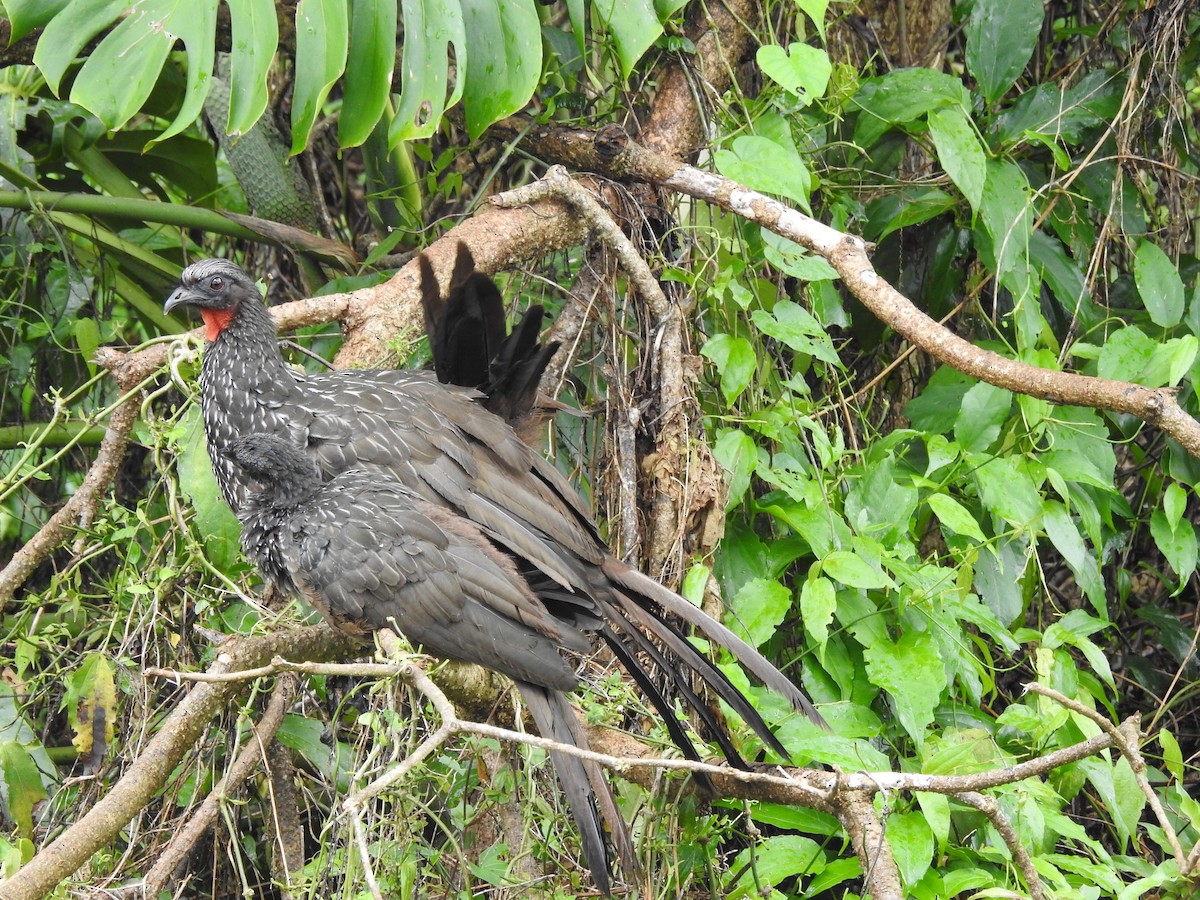 Dusky-legged Guan - ML189424091