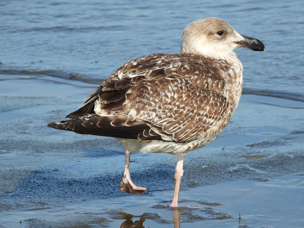 Great Black-backed Gull - ML189424361